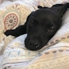 Rosie D.