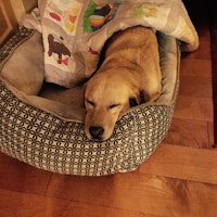 Dog Boarding Danville Ca Dog Boarding Danville Ca